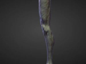 45 LEGS high poly sculpts 3D Model