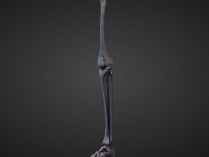 45 LEGS high poly sculpts Modelo 3D