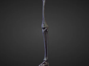 45 LEGS high poly sculpts 3D Model