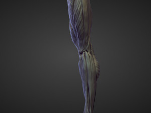 45 LEGS high poly sculpts Modelo 3D