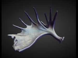 45 HORNS high poly sculpts Model 3D