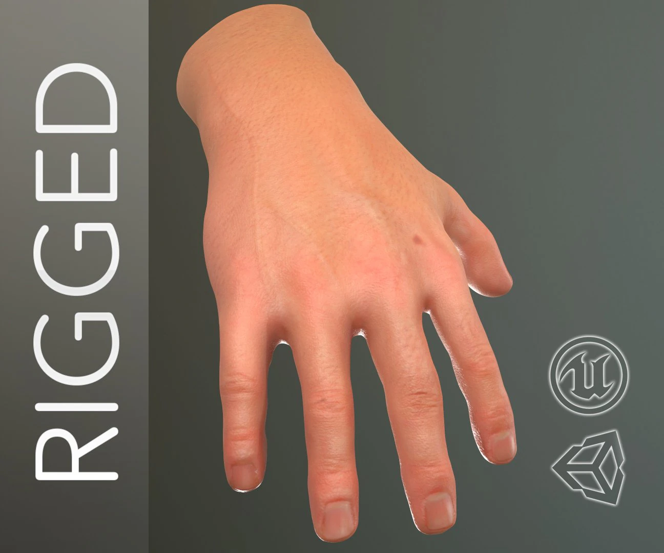 male hand rigged 3D Model .c4d .max .obj .3ds .fbx .stl .blend 