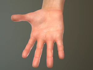 male hand rigged 3D Model
