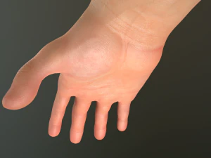 male hand rigged 3D Model