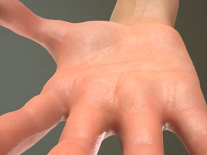 male hand rigged 3D Model
