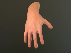 male hand rigged 3D Model
