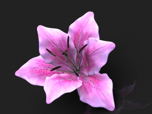 lily flower high poly 3D Model