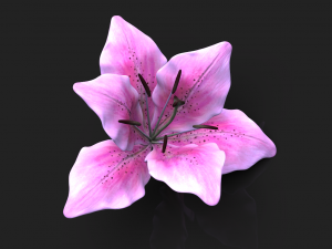 lily flower high poly 3D Model