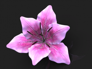 lily flower high poly 3D Model