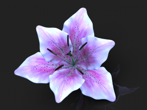 lily flower high poly 3D Model