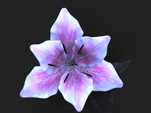 lily flower high poly 3D Model