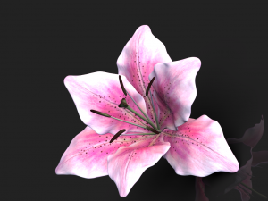 lily flower high poly 3D Model