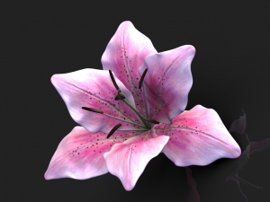 lily flower high poly 3D Model