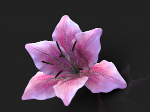 lily flower high poly 3D Model