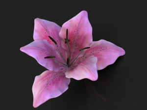 lily flower high poly 3D Model