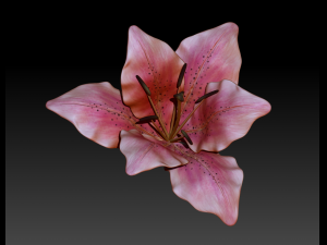 lily flower high poly 3D Model