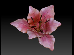lily flower high poly 3D Model