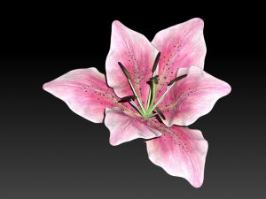 lily flower high poly 3D Model