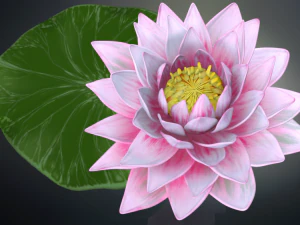 lotus flower high poly and 3d print 3D Model