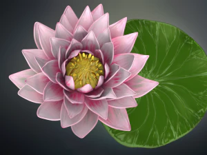 lotus flower high poly and 3d print 3D Model