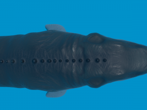 mosasaurio 3D Model