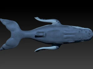 whale 3D Print Model