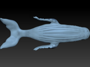 whale 3D Print Model
