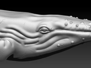 whale 3D Print Model