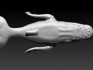 whale 3D Print Model