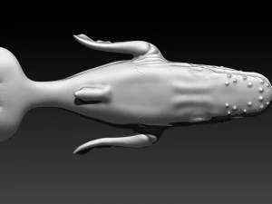 whale 3D Print Model