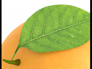 Mango PBR Model 3D 模型
