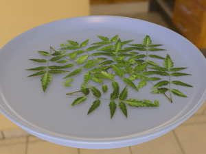 neem tree leaves 3D Model