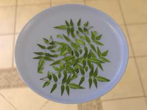 neem tree leaves 3D मॉडल