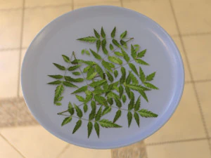 neem tree leaves 3D Model