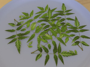 neem tree leaves 3D मॉडल