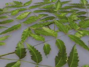 neem tree leaves 3D Model