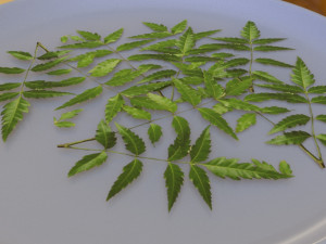 neem tree leaves 3D मॉडल