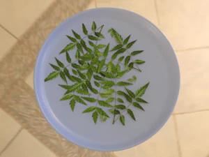 neem tree leaves 3D Model
