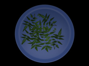 neem tree leaves 3D मॉडल