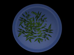 neem tree leaves 3D Model