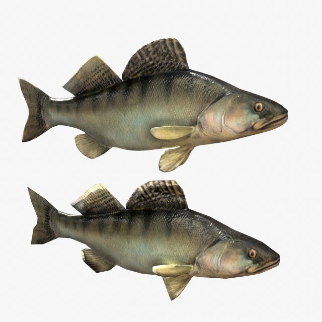 fish bersh Model 3D .c4d .max .obj .3ds .fbx .stl .blend