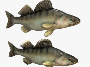 魚のバーシュ 3Dモデル