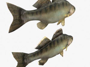 fish bersh Model 3D