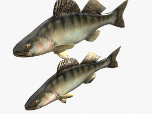 fish bersh Model 3D