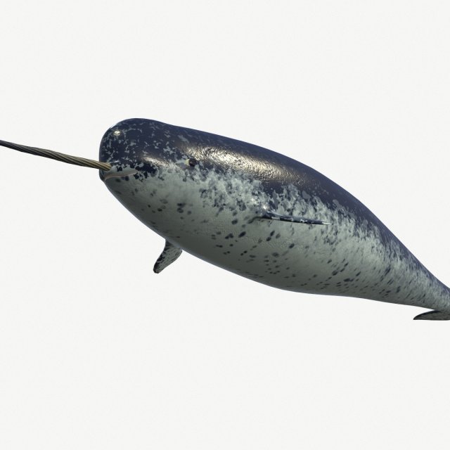 narval Model 3D .c4d .max .obj .3ds .fbx .stl .blend 