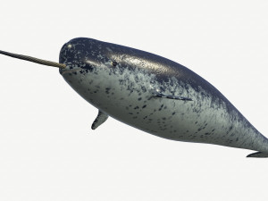 narval 3D 모델