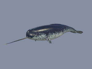 narval Model 3D