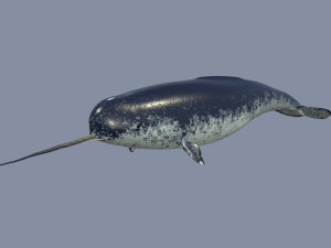 narval Model 3D