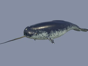 narval Modelo 3D