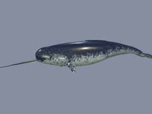 narval Model 3D